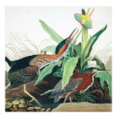 Search for audubon birds posters Wildlife
