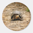 Search for galapagos magnets Animals