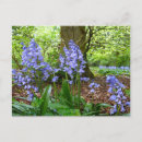 Search for bluebell flowers postcards Nature