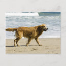 Search for beach dog postcards Sea