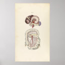 Search for human digestive system posters Stomach