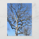 Search for leafless Autumn