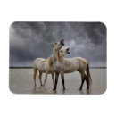 Search for stallion magnets Ranch