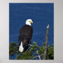 Search for rapture posters Nature