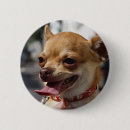 Search for sweet dog badges Funny