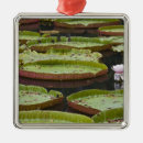 Search for royale christmas tree decorations Daytime