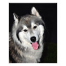 Search for alaskan posters Huskies