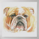 Search for english bulldog posters Pet
