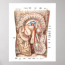 Search for anatomy posters Medical