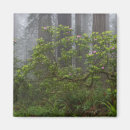 Search for rhododendron magnets California