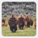 Search for buffalo bison stickers Yellowstone