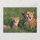 Search for game reserve postcards Baby