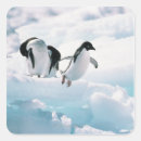 Search for antarctica stickers Penguins