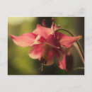 Search for columbine flowers postcards Botanical