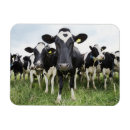 Search for flocking rectangular magnets Humour