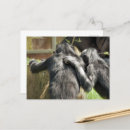 Search for cute chimp postcards Funny