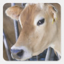 Search for dairy cattle stickers Animal