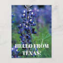Search for texas bluebonnet postcards Wildflowers