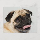 Search for cute pug postcards Canine