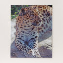 Search for leopard puzzles Photograph