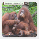 Search for endangered animals stickers Orangutans