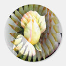 Search for petal magnets Yellow