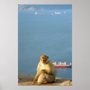 Search for ape posters Macaque