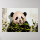 Search for panda wall posters Wildlife