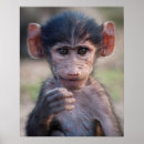 Search for baboon monkey posters Baby