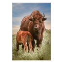 Search for wildlife photography posters Bison