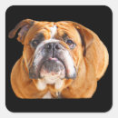 Search for puppy face stickers Funny