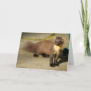 Search for pine marten Wildlife