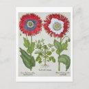 Search for ornament postcards Botanical