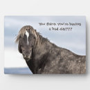 Search for mustangs photography Nature