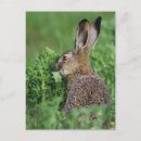 Search for rolf postcards Wildlife