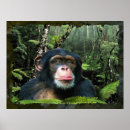 Search for chimpanzees art Apes