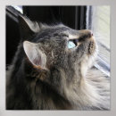 Search for cat profile posters Kitty