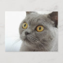 Search for grey hair postcards Cute