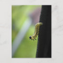Search for a worm postcards Insect