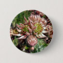 Search for succulent and badges Photography