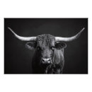 Search for longhorn cattle posters Country