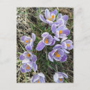 Search for striped crocus Flowers