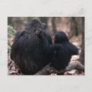 Search for tanzania postcards National park