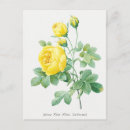 Search for vintage botanical print postcards Redouté