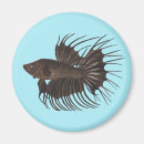 Search for betta magnets Nature