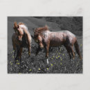Search for stallions postcards Animals