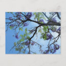 Search for flowering tree postcards Blooming