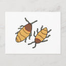 Search for hissing postcards Cockroach
