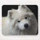 Search for samoyed mousepads Dog