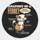 Search for ferret stickers Wildlife
